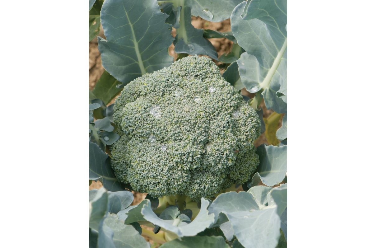 Imperial – Broccoli Seed